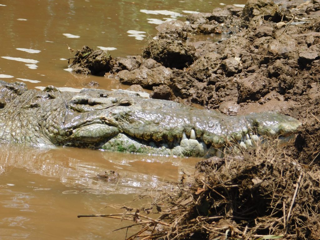 Tarcoles River crocodile. A very well camouflaged head with scary teeth
