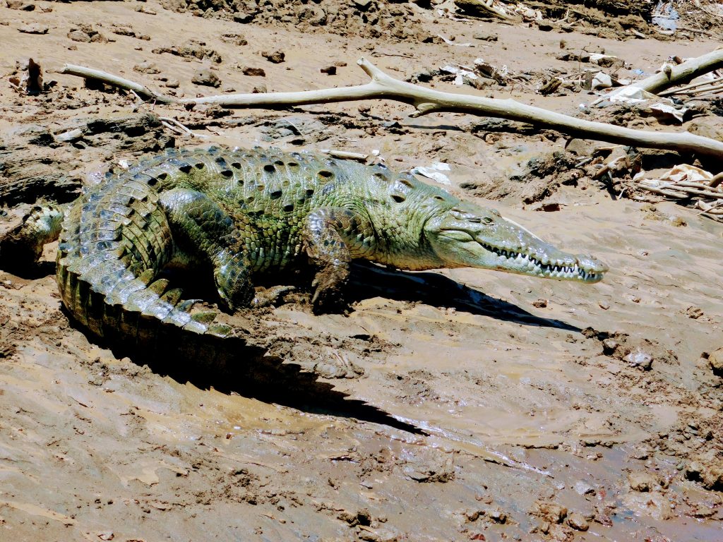 Crocodile in the mud. Do you know the #1 predator of crocodiles?