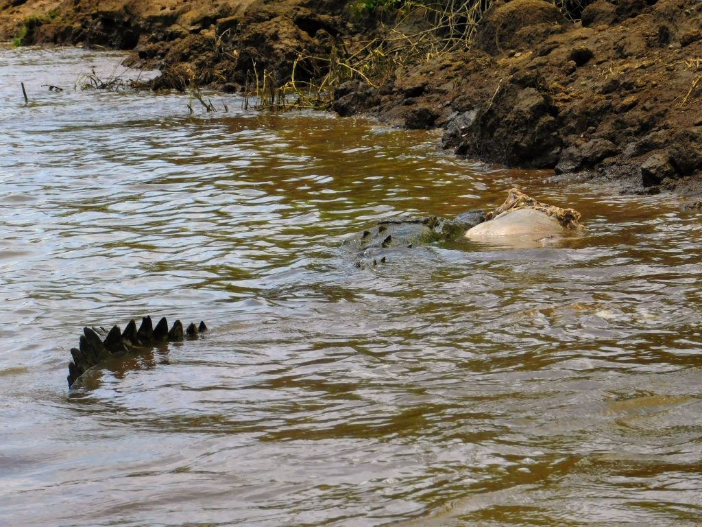 Yikes, crocodiles do eat cows!