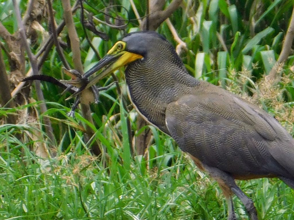 Afternoon snack! Tiger heron eating a baby crocodile. 