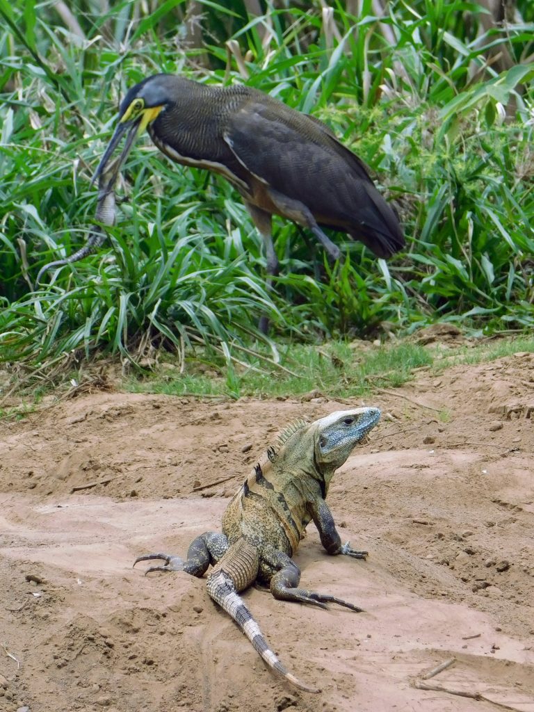 Tiger heron eating a crocodile with iguana in the foreground