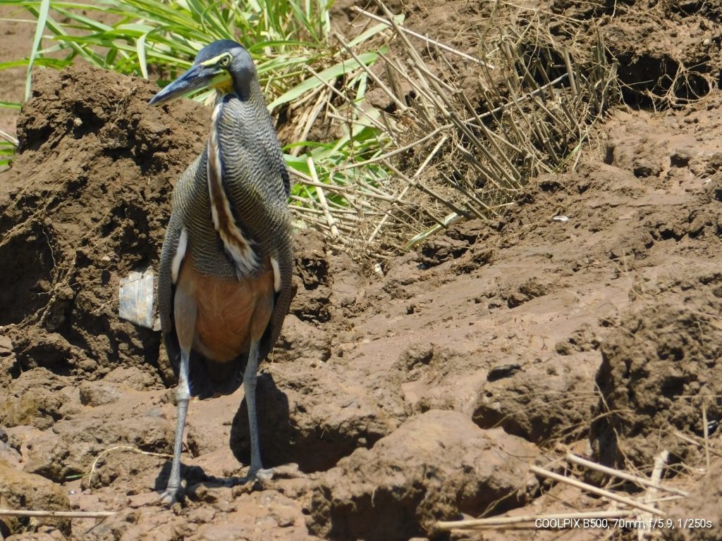 Tiger heron: the #1 predator of crocodiles 