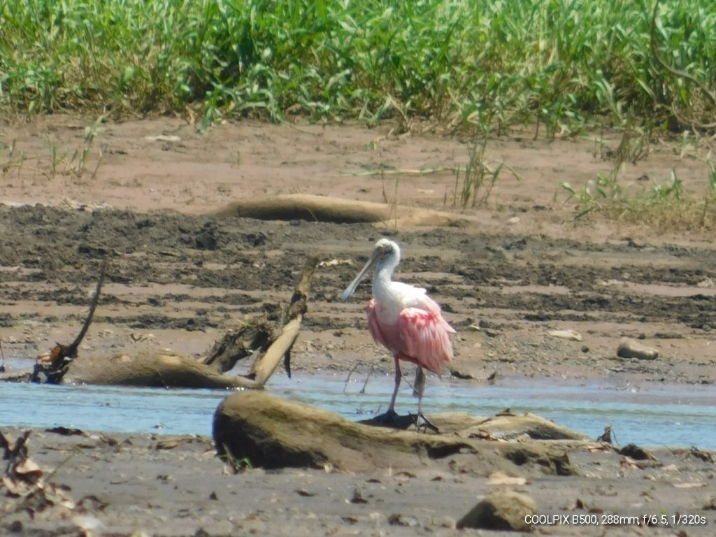 Colorful spoonbill. One of the many birds we saw during our Costa Rica birding. 