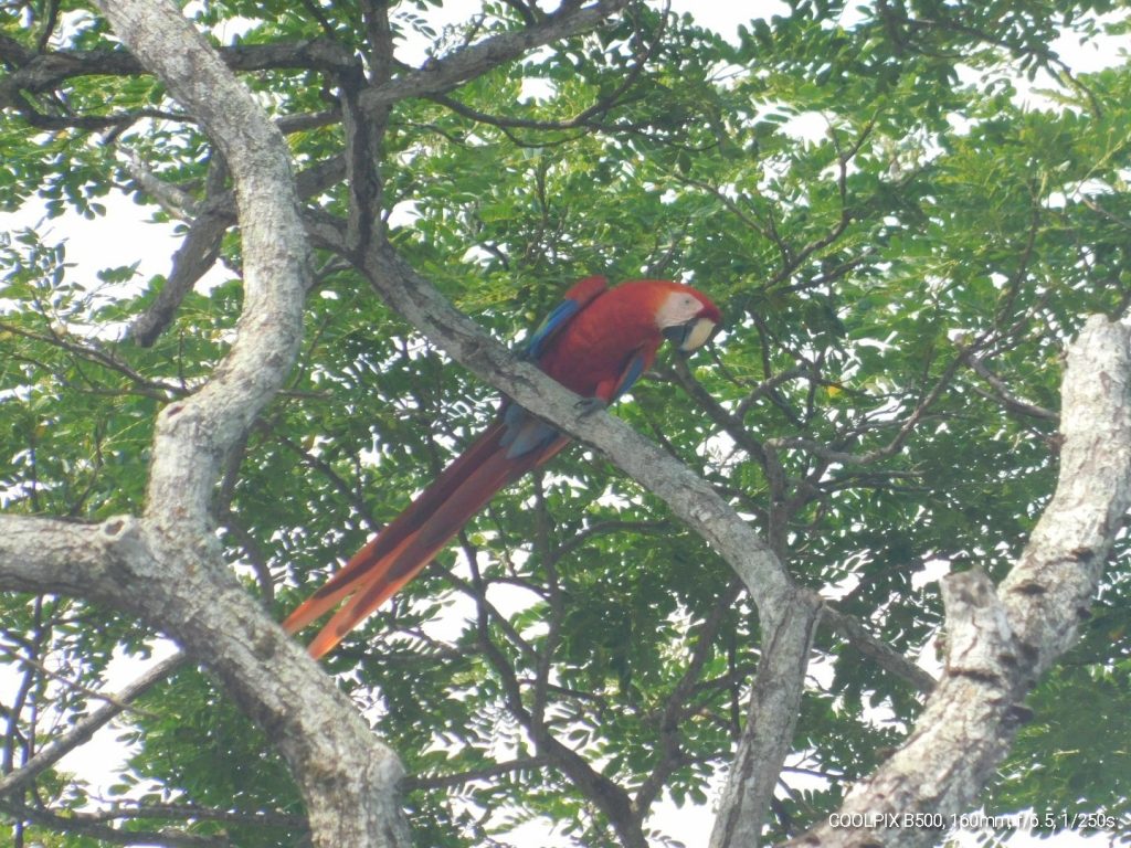 Scarlet Macaw! One of our Costa Rica birding bucket list birds. 