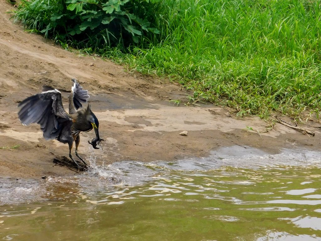 Swoop and catch
Tiger heron catching a baby crocodile