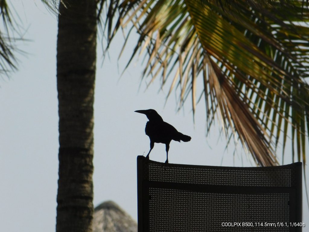 Zanate or Great-tailed grackle is anubiquitous bird in Costa Rica birding paradise. 