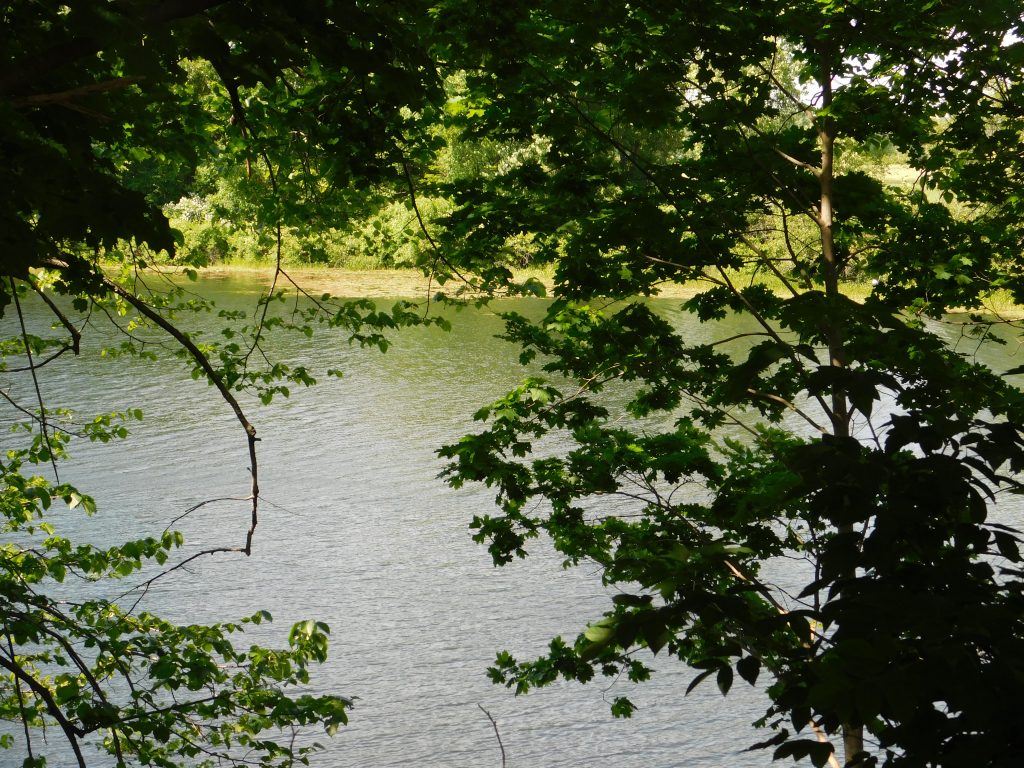 Outside the Pierce Manse
Water and green foliage