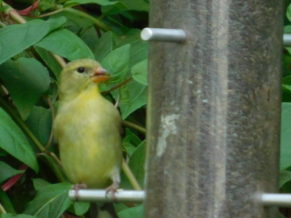 Female goldfinch on our feeder, much less bright, it is more of a dull yellow. 