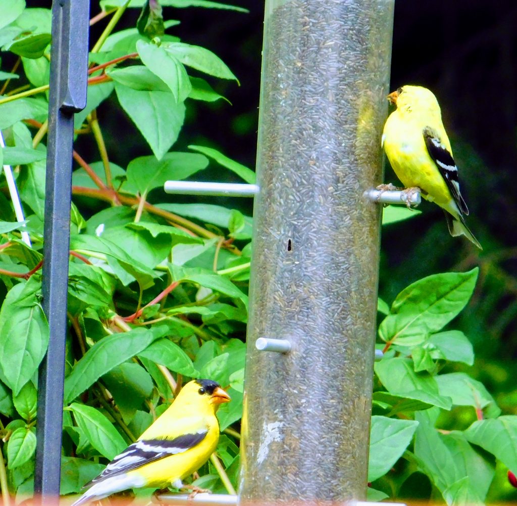 Two male goldfinches on our goldfinch feeder, eating thistle seed. 