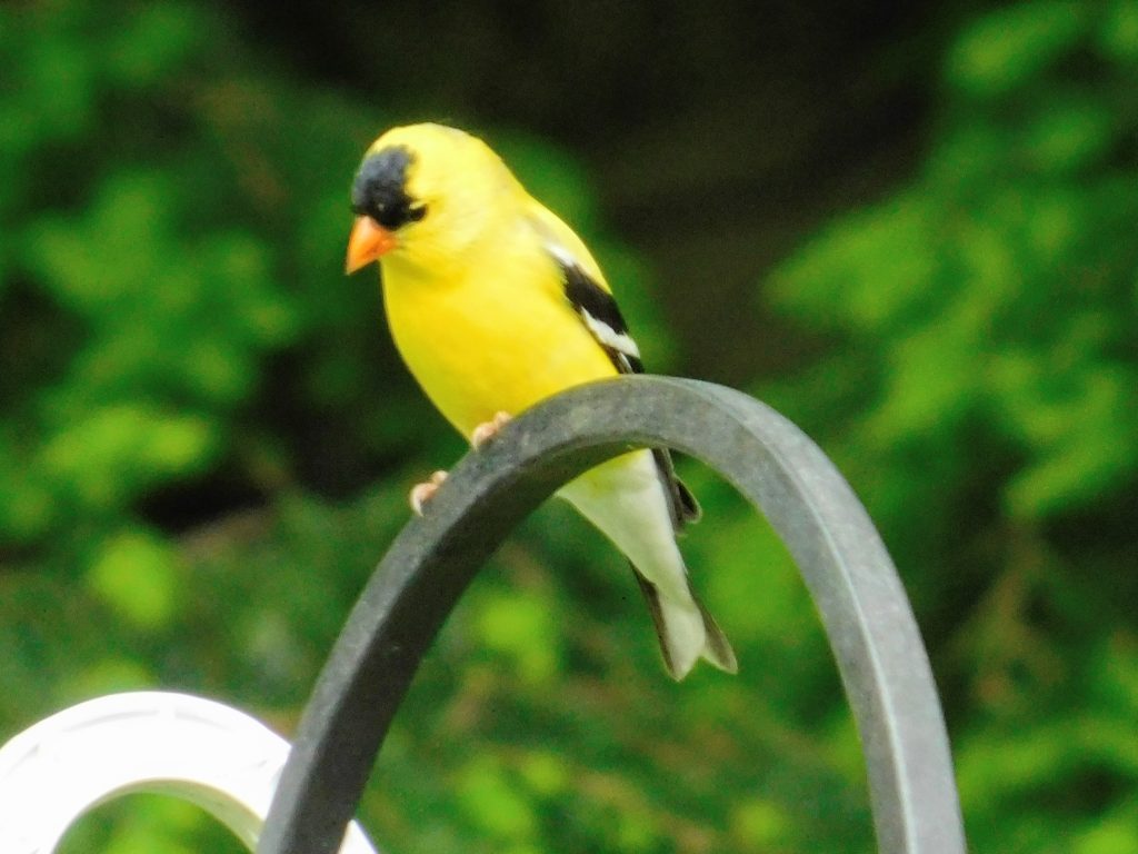 A boldly colored mail goldfinch in our backyard. Of course I knew what a goldfinch looks like. 