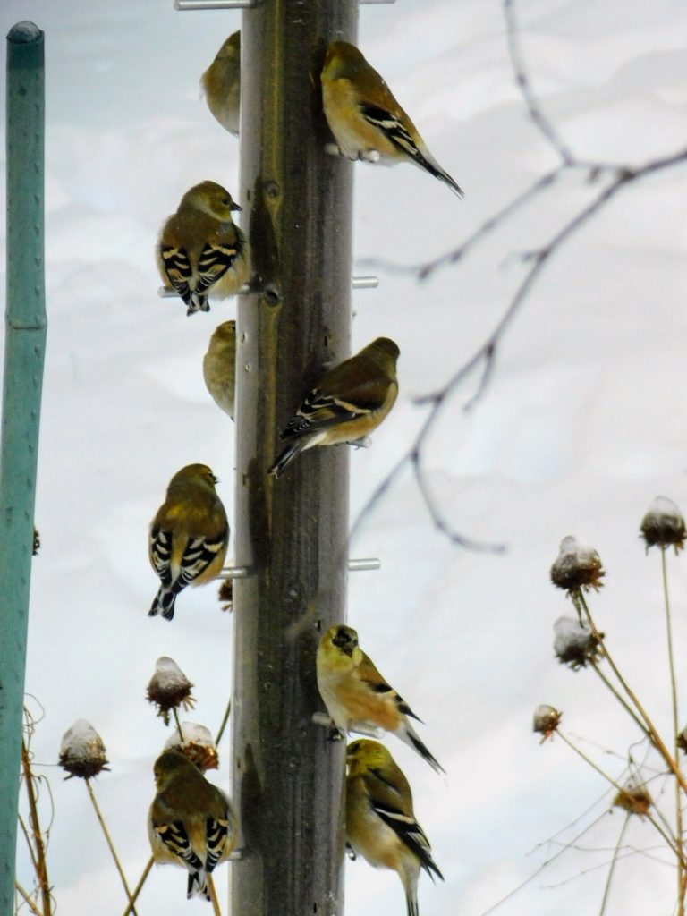 Nine goldfinches on our thistle see feeder, with lots of snow in the background. 