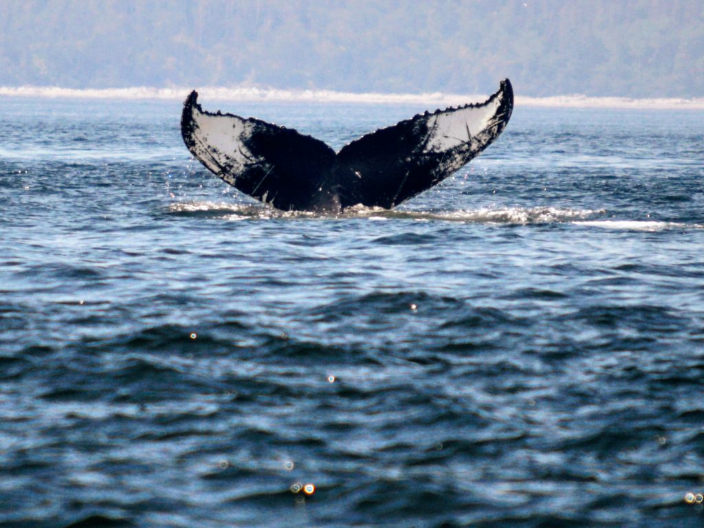 Humpback Whale tail: diving deep