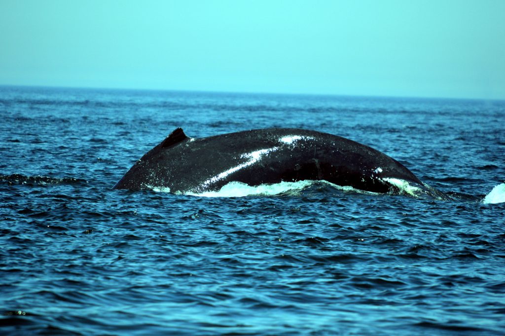 Humback whale arching her back just before she dives. We loved seeing Tic Tac Toe when we stayed in Quebec City