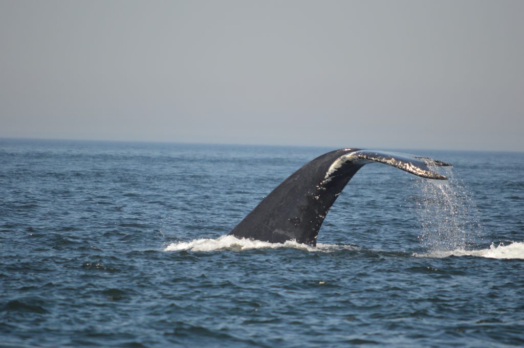 Humpback Whale Tic Tac Toe's tail, shaking off water while she dives down. You can see her when you go watch whales out of Quebec City.