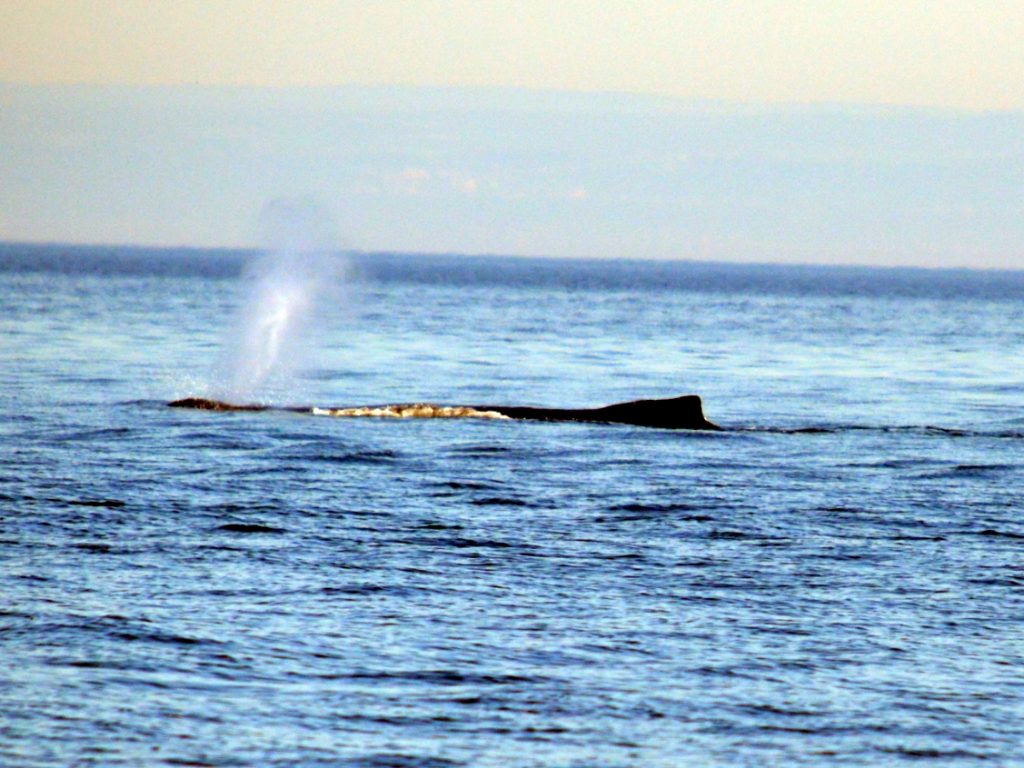 The back of a humpback whale, spouting water from her blow hole. 
During our whale watching cruise out of Quebec City