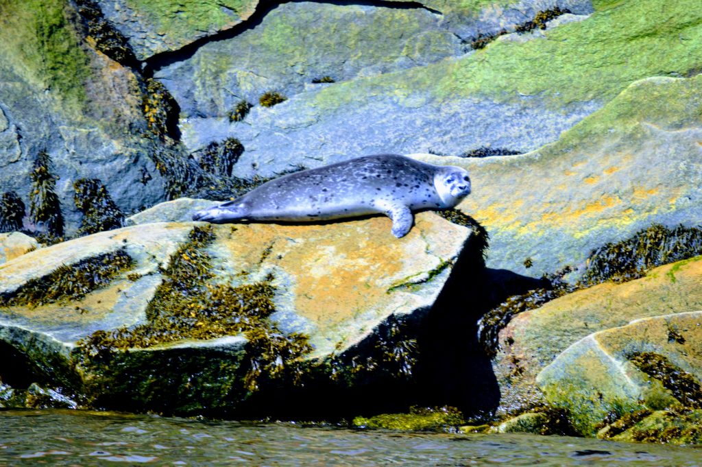 Seal on a rock with more rocky coast right behind it. Another mammal we saw while looking for whales in Quebec City