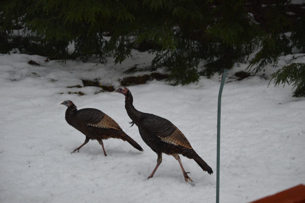 Two turkeys in the snow, dreaming about warm feet
How will you use your Empower sign up bonus?