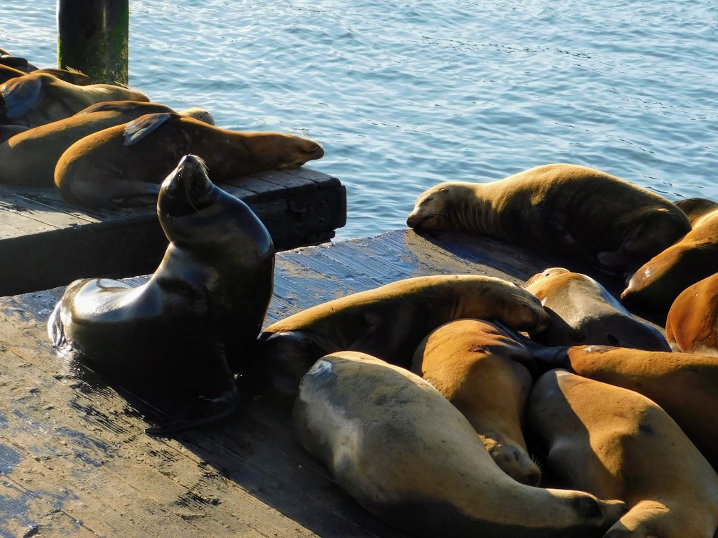 Loved seeing the sea lions