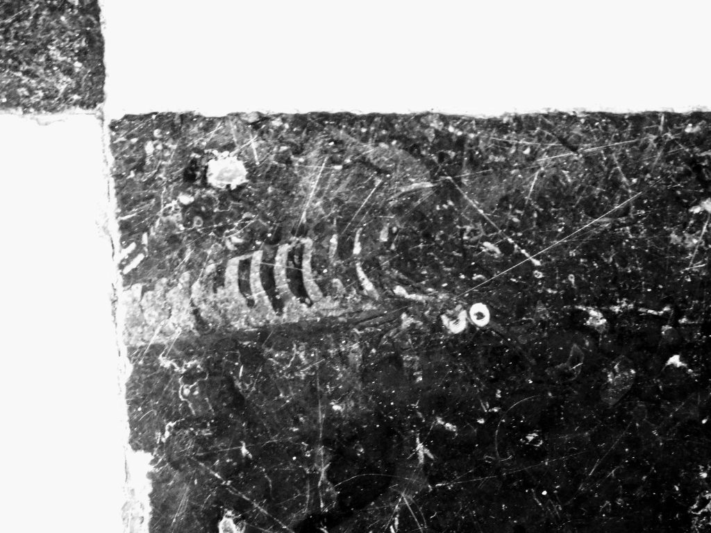 You can find fossils in the black marble of the Vermont State House