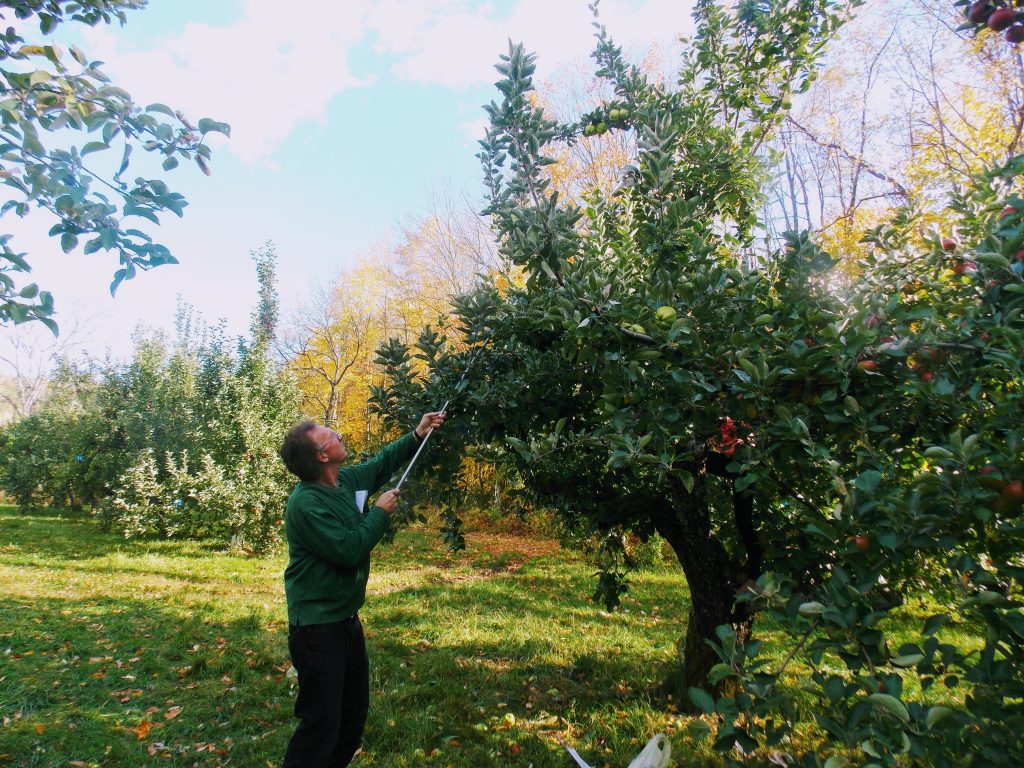 Tom uses an apple picking tool
Fun fall activity!