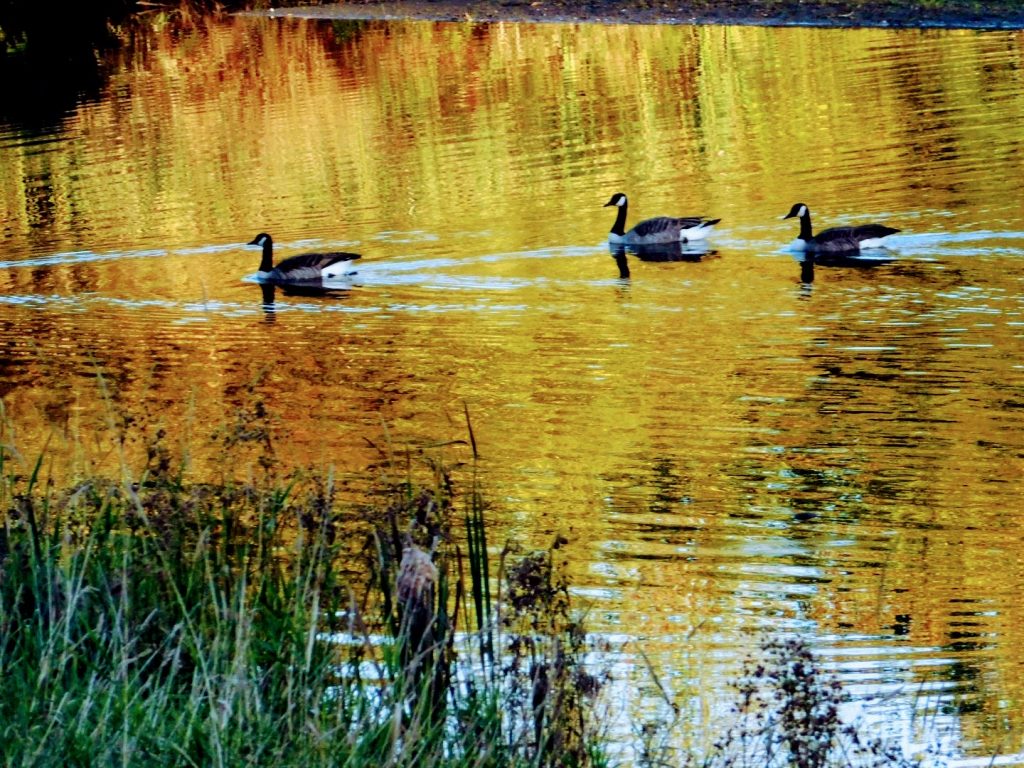 Canada Geese during the fall, swimming together and considering the Empower bonus offer