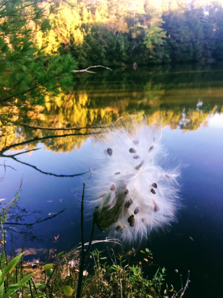 Milkweed, pond and fall foliage
Fall foliage in New England is Fabulous!