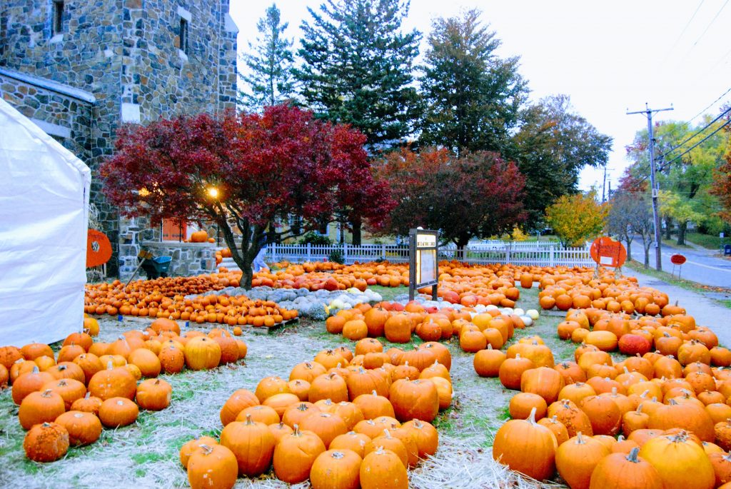 Lots of pumpkins with red trees in background.
Fall in New England has tons of activities for families. Go check them out!