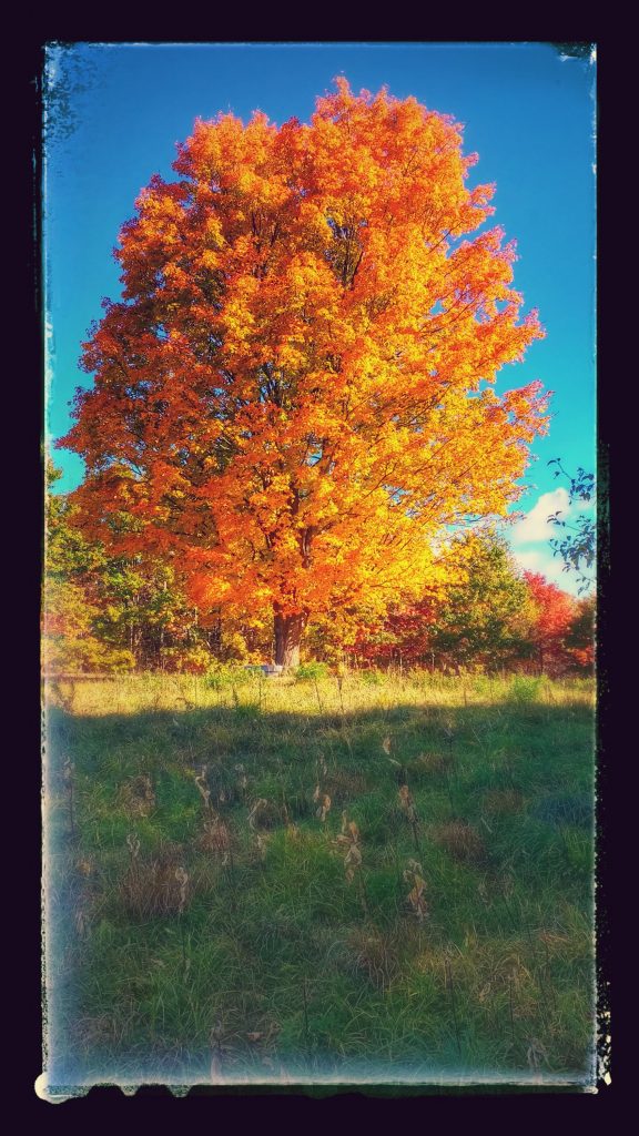 Yellow tree , one of the fall foliage treats in New England