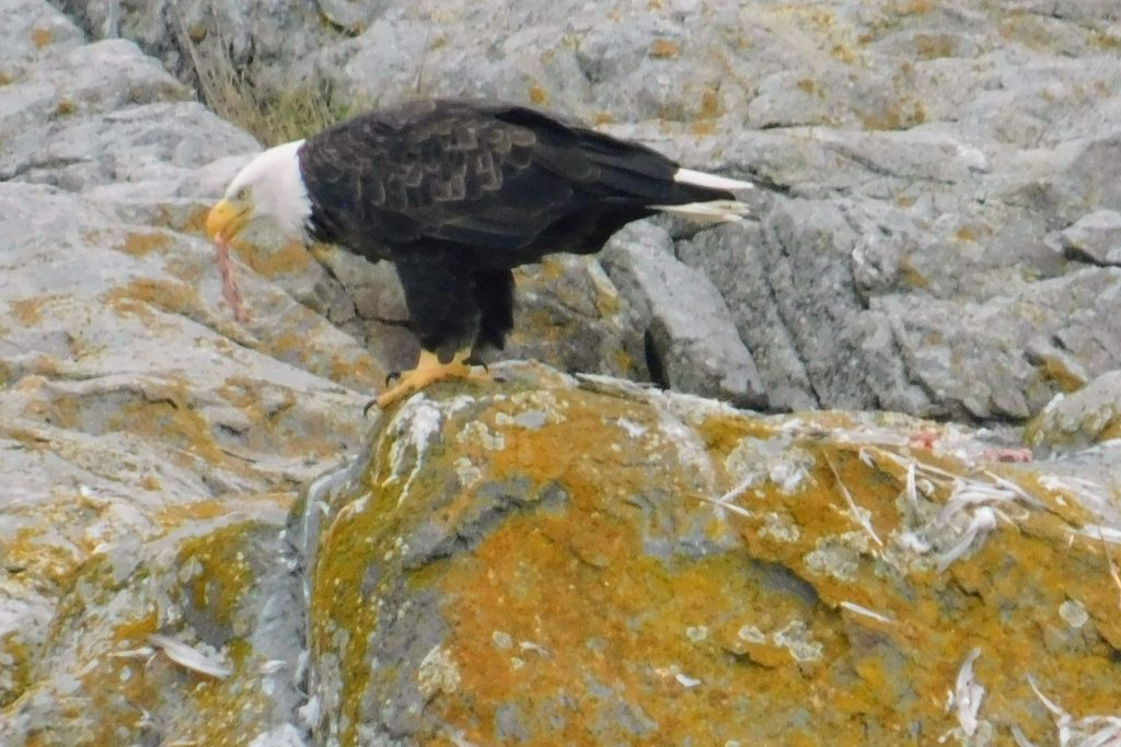 Watching bald eagles is one of the top things to do in Victoria