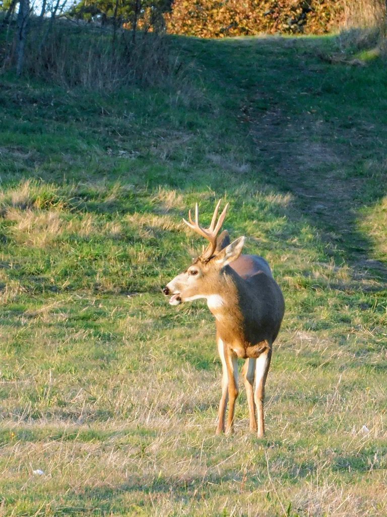 Deer in Beacon Hill Park, Victoria BC