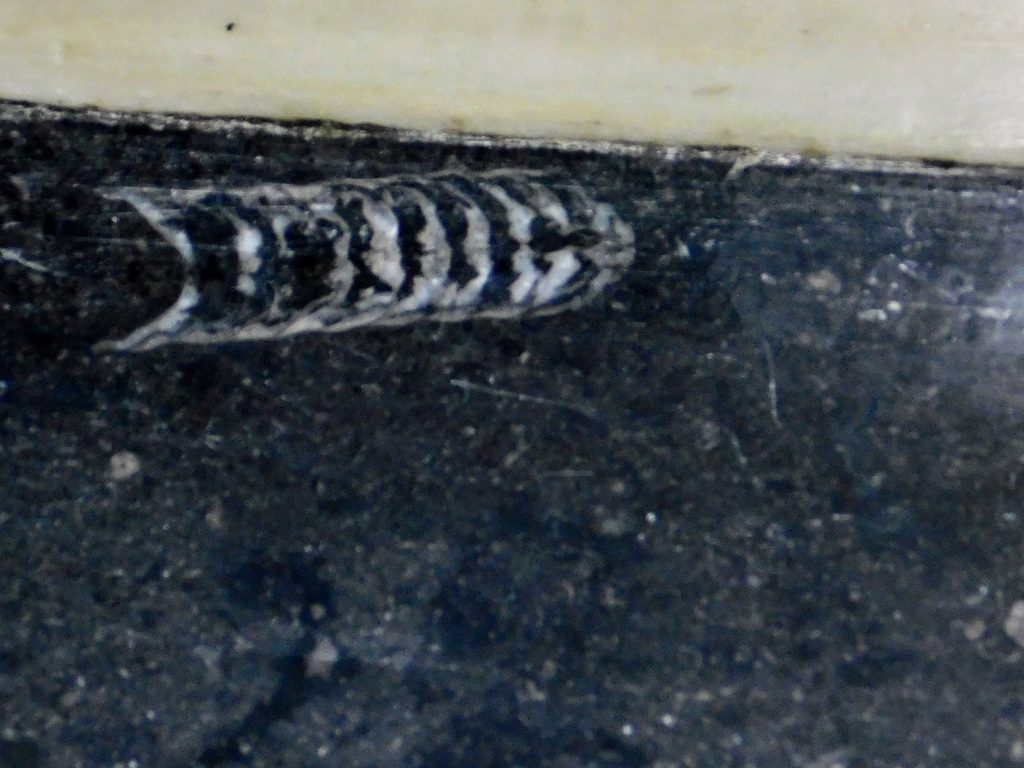 Trilobite fossil in black floor marble
Fun fact: there are fossils in the New Hampshire State House!