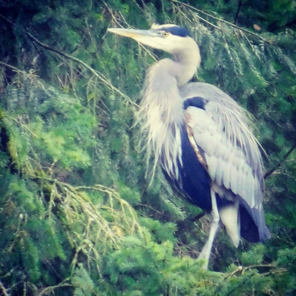 A great blue heron dreaming about making money as an Amazon affiliate
He might be in for a rude awakening :p