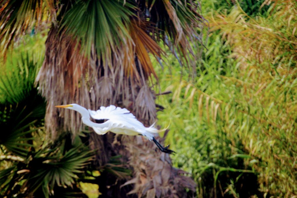 Great egret flying in front of palm trees