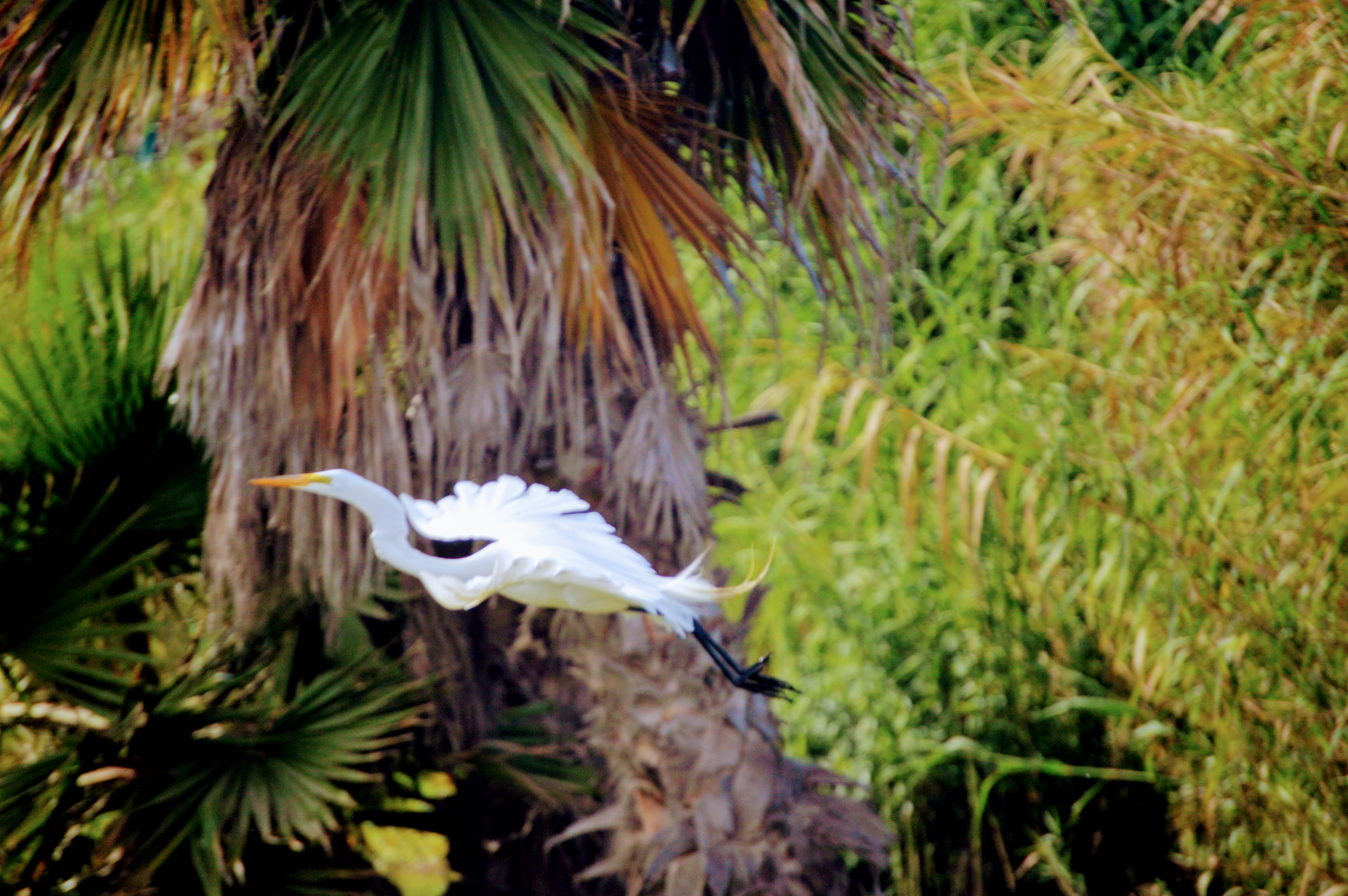 Great egret flying in front of palm trees