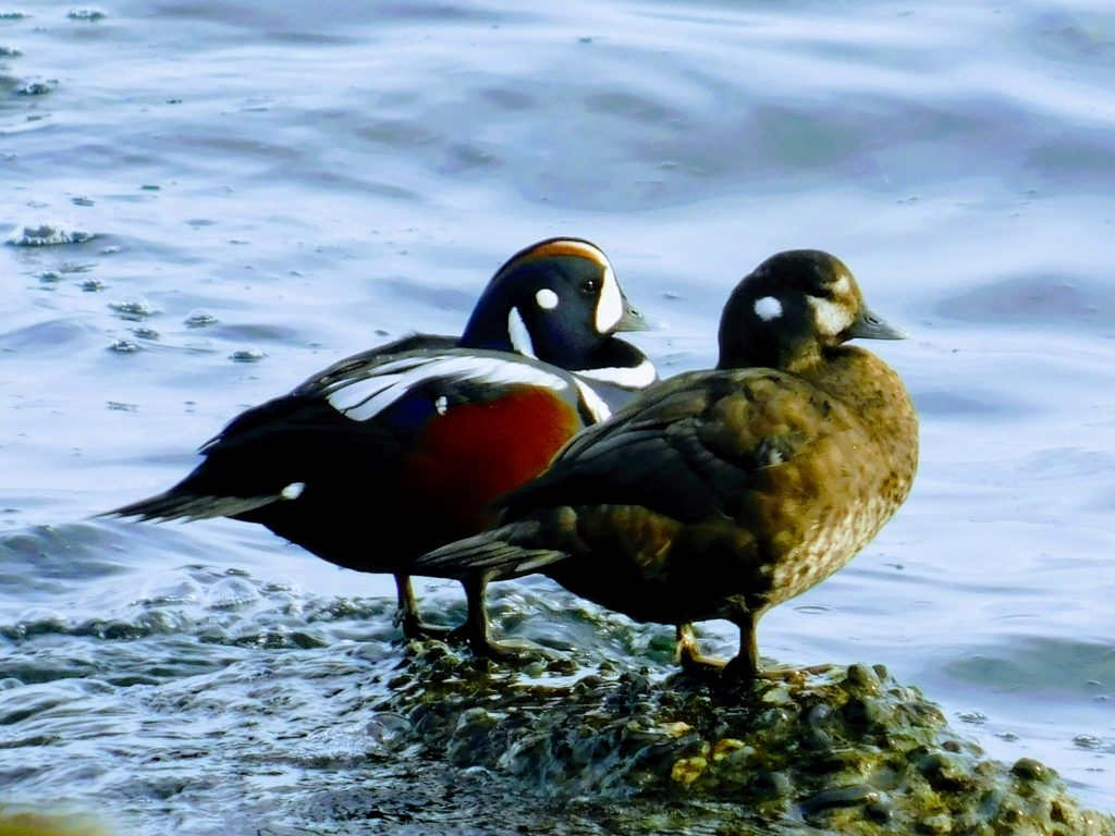 Harlequin ducks at Clover Point Park, male and female. 
Spend some time at one of the Victoria BC parks!