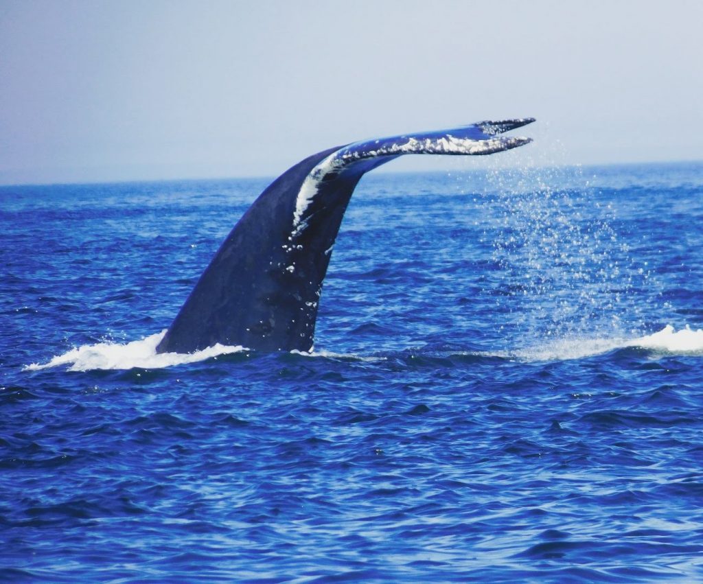 Top Things To Do in Victoria: Humpback whale diving, just showing her tail