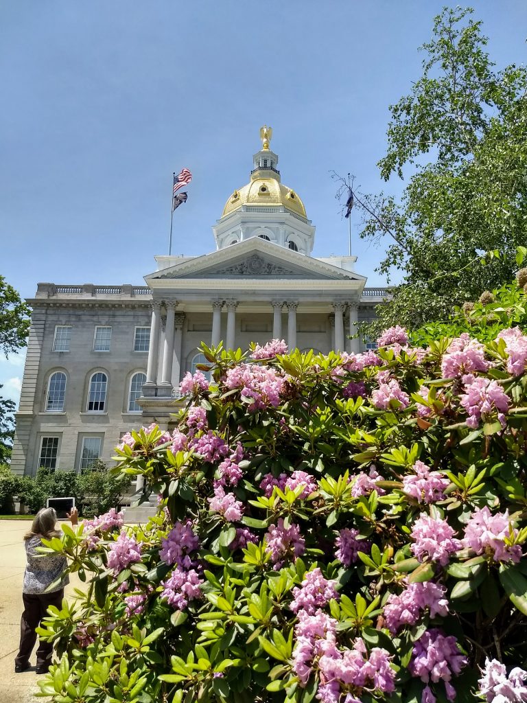 Rhododendron in front of the New Hampshire state house