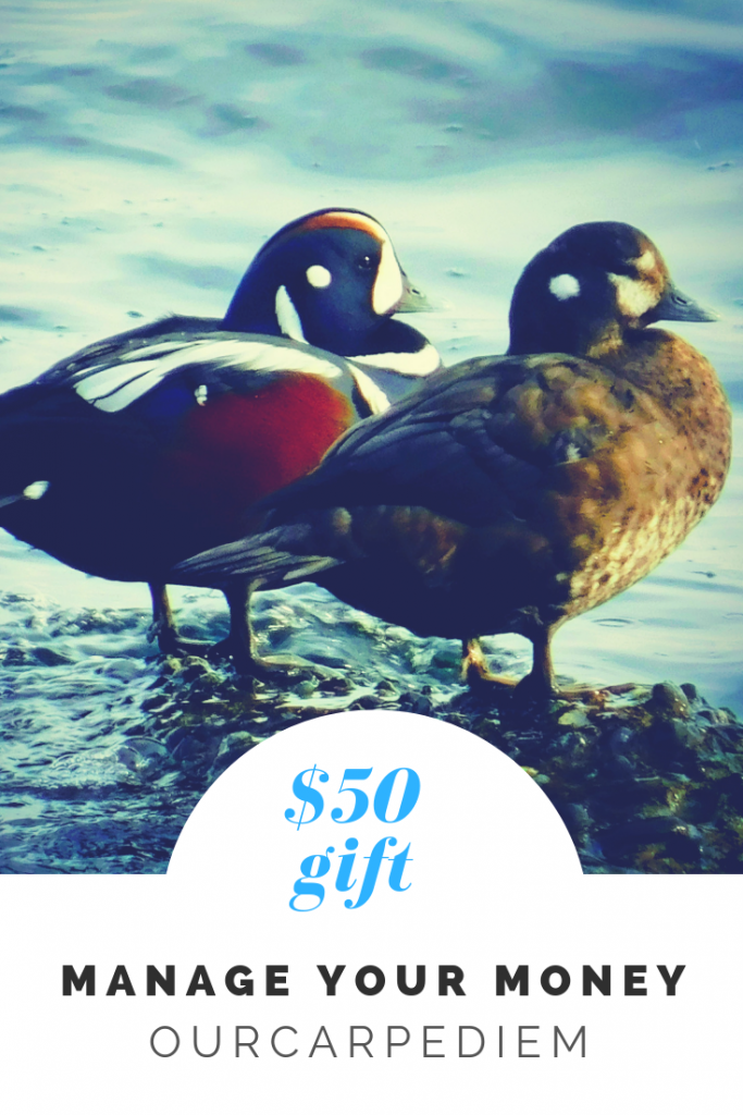 Two harlequin ducks
and $ 50 gift to manage your money, 