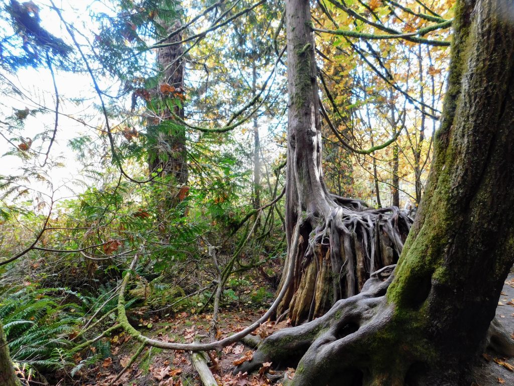 Rainforest, an important part of Vancouver Island, home of Victoria BC