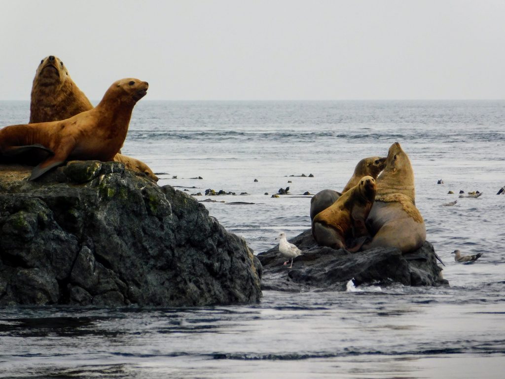 Top Things To Do in Victoria BC: Watch sea lions!