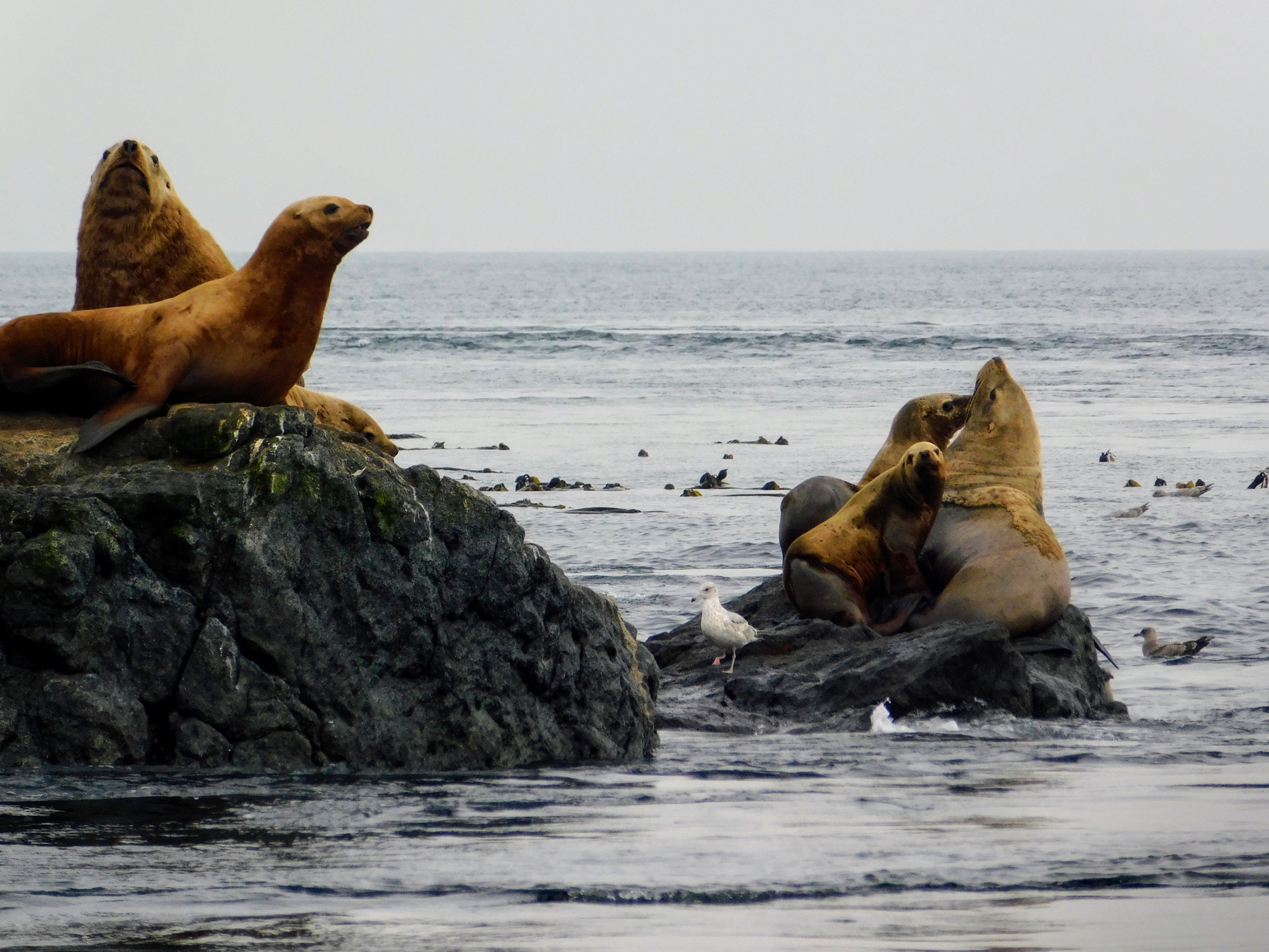 Top Things To Do in Victoria BC: Watch sea lions!