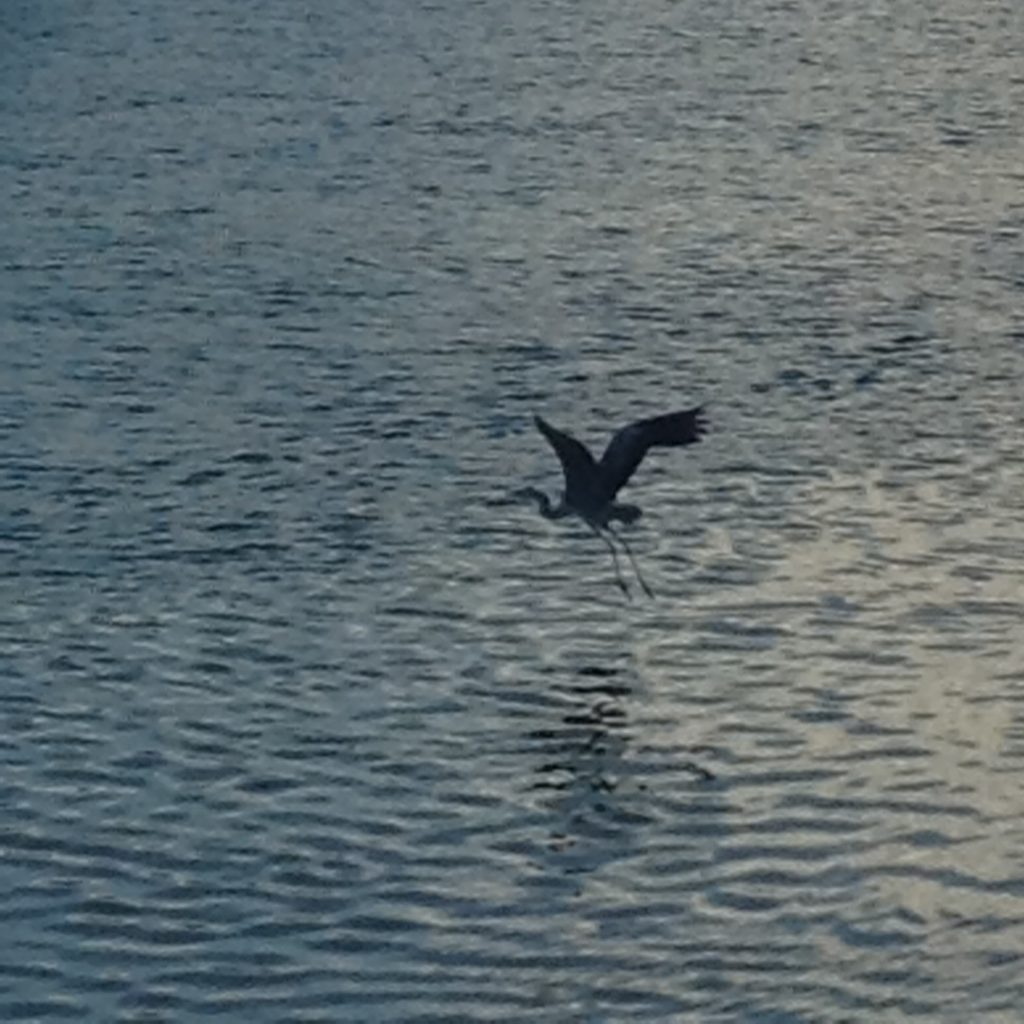 Blue heron taking off over the water