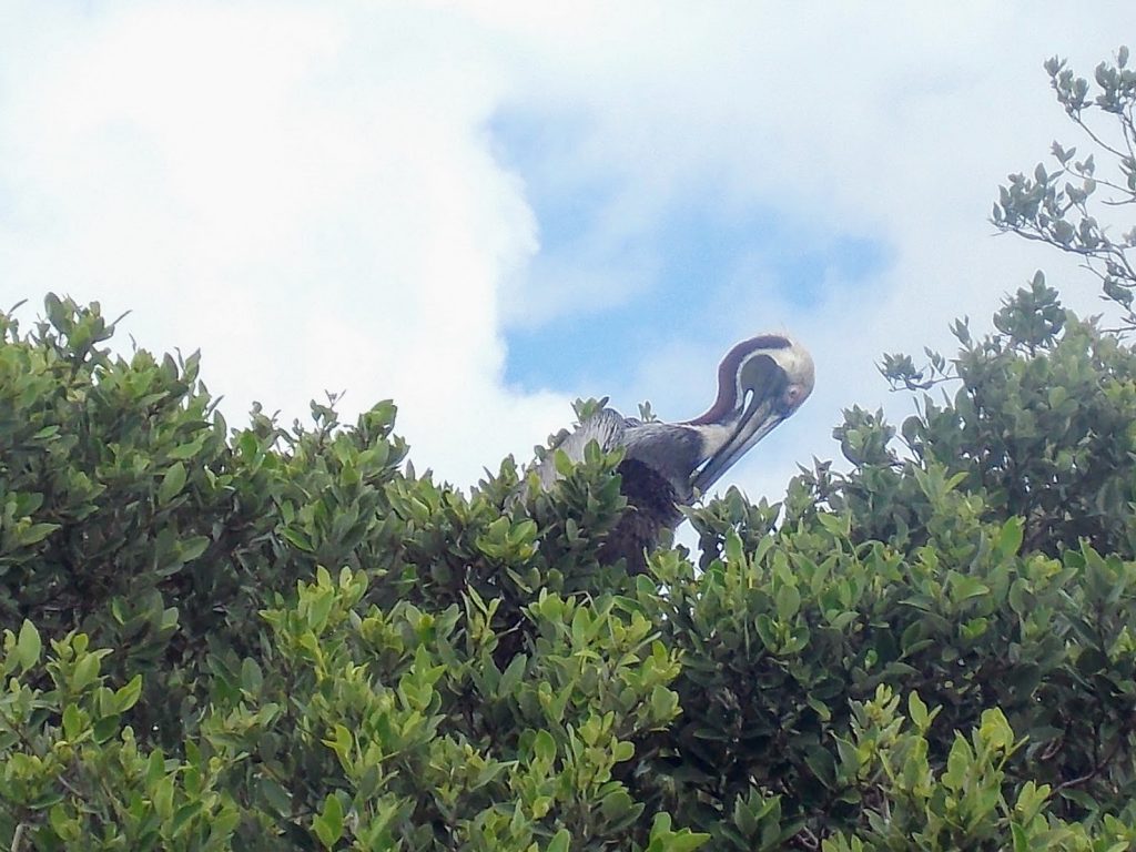 Sian Ka'an Biosphere Reserve: brown pelican on top of tree