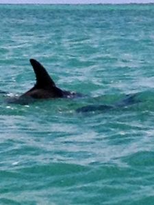 Two dolphins swimming in the water