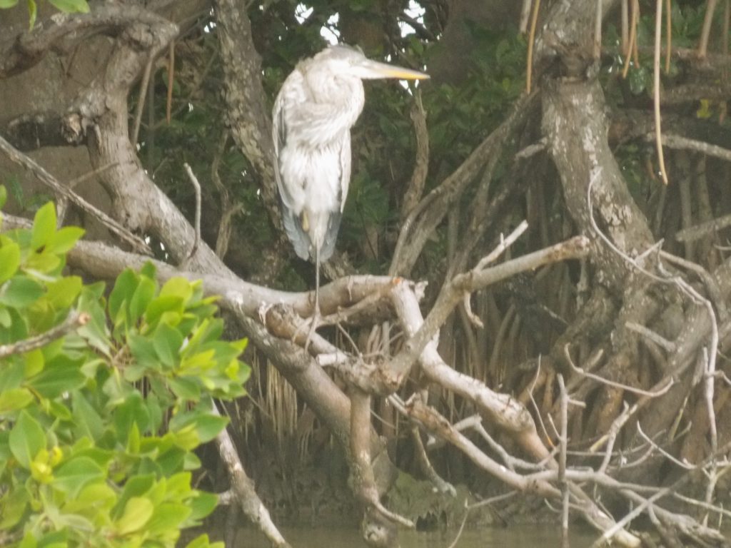 Sian Ka'an Biosphere: great blue heron in mangroves