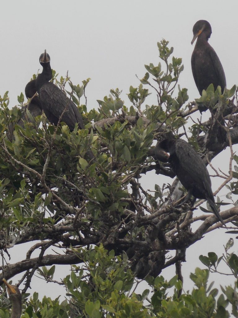 Magnificent frigate bird in a tree top.
Great birding in the Sian Ka an biosphere reserve!