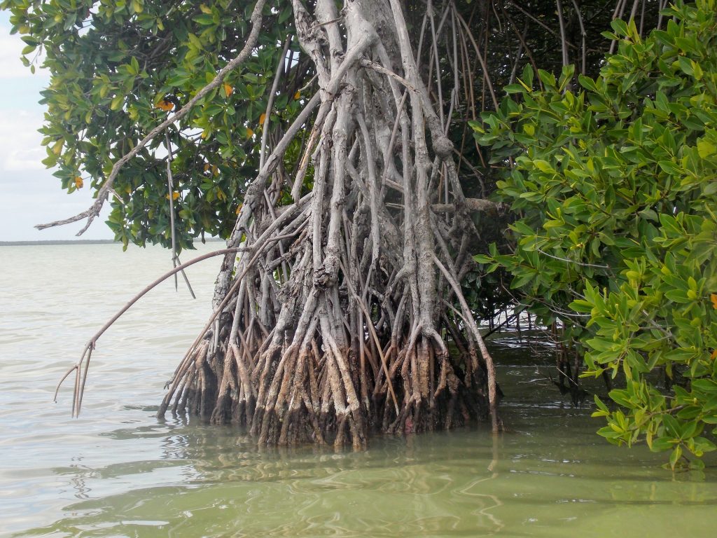 Sian Ka'an Biosphere: mangrove roots in water