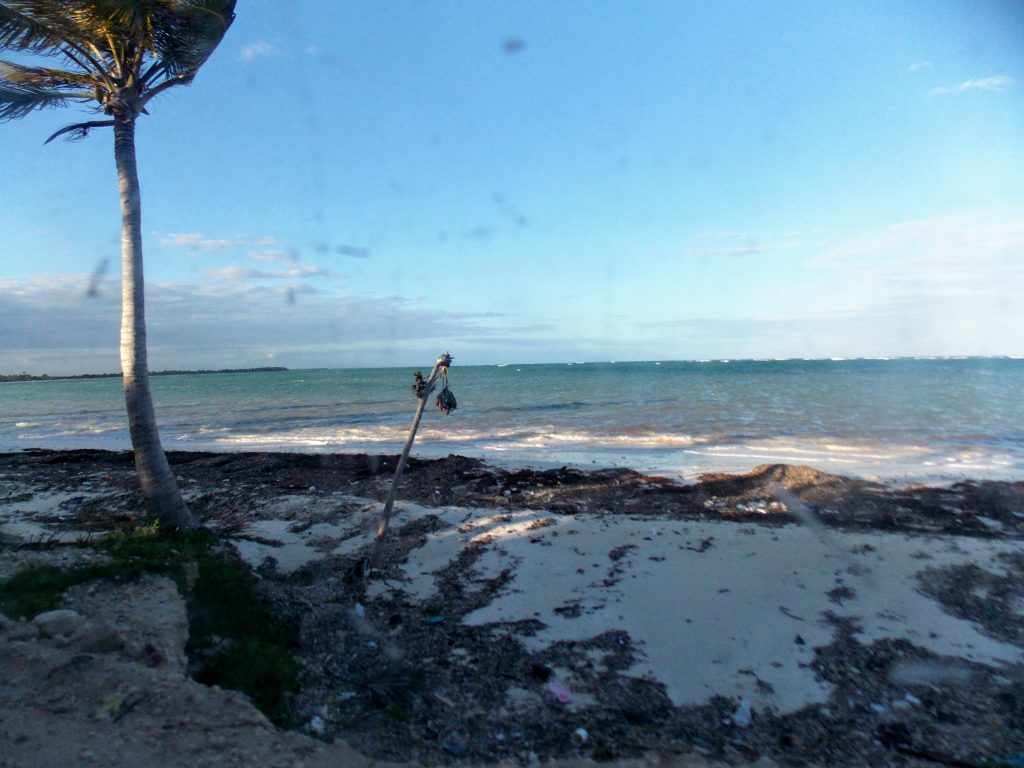 Sian Ka'an Biosphere: palm tree, beach, looking out over the water