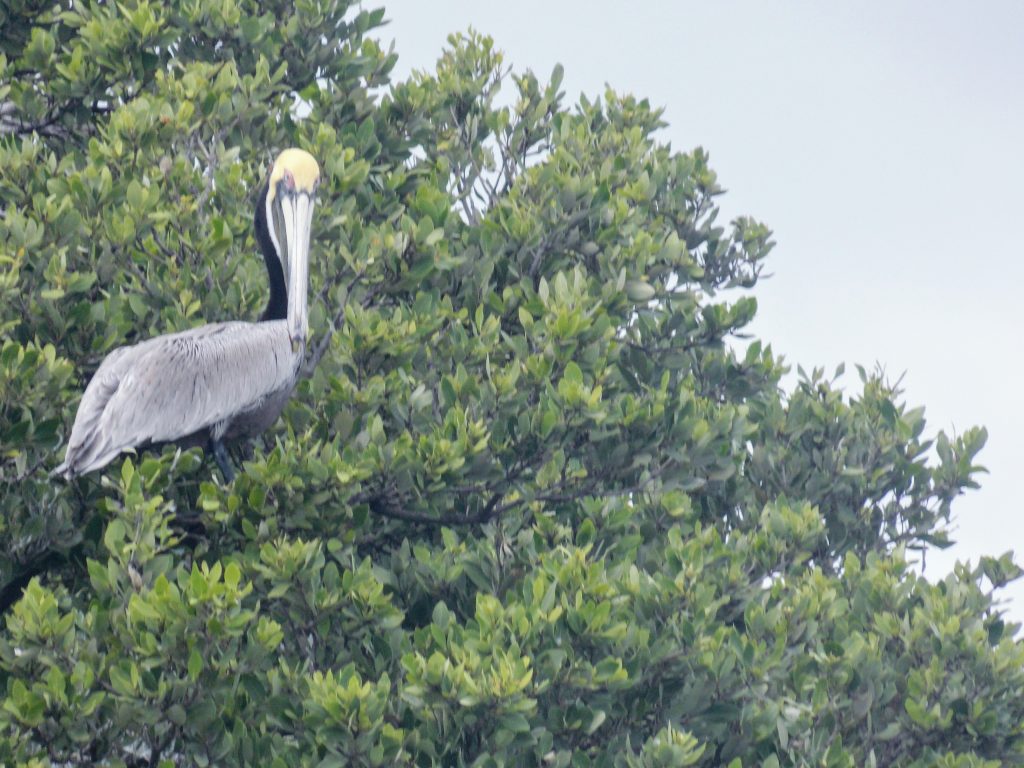 Sian Ka'an Biosphere: brown pelican in a tree