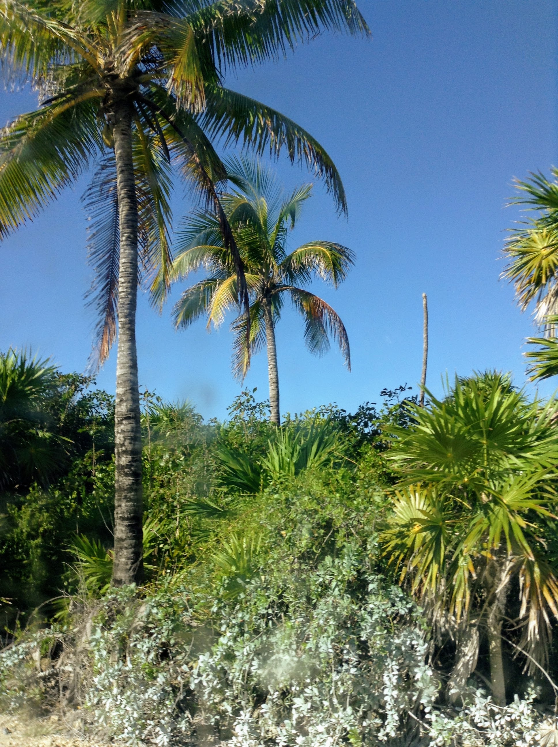 Visit Sian Ka'an for its palm trees and blue skies